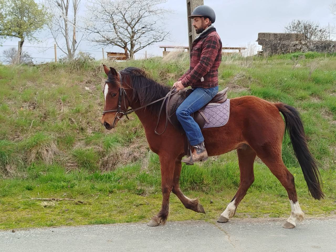 Gelding Origin Recorded For sale 2023 Bay