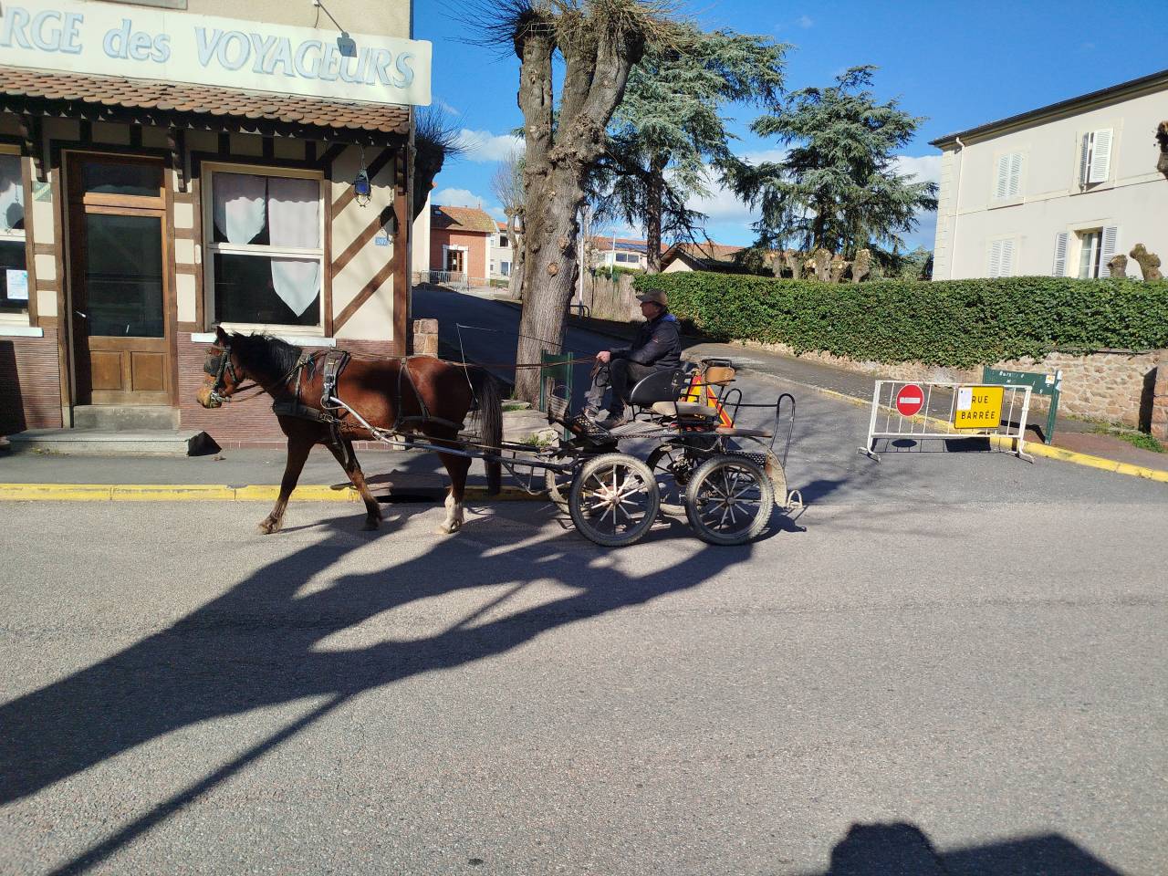 Gelding Origin Recorded For sale 2023 Bay
