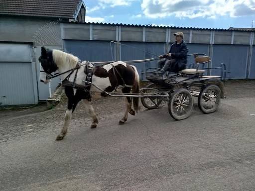 Mare Origin Recorded For sale 2023 Coloured