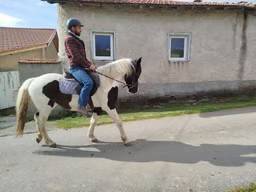 Mare Origin Recorded For sale 2023 Coloured