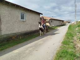 Mare Origin Recorded For sale 2023 Coloured
