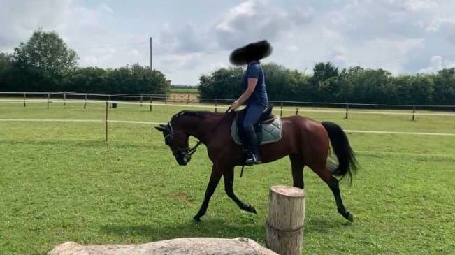 Gelding French Trotter For sale 2019 Bay