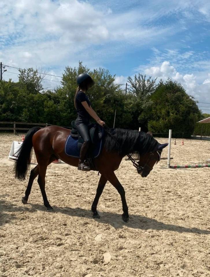 Gelding French Trotter For sale 2019 Bay