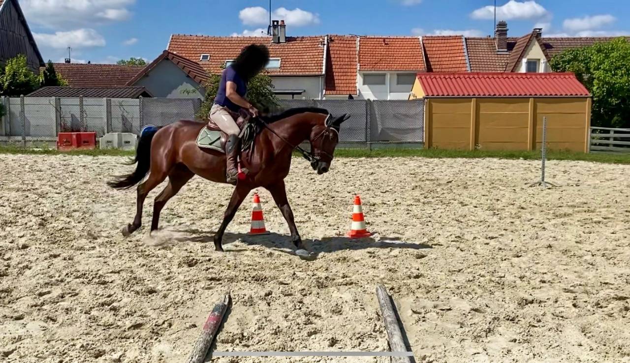 Gelding French Trotter For sale 2019 Bay