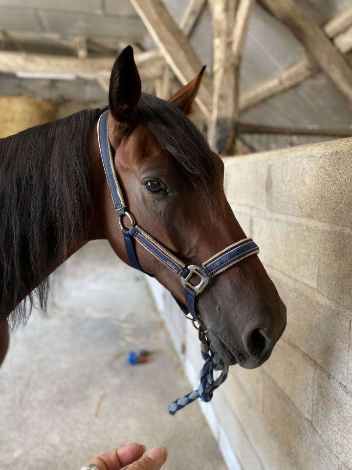 Gelding French Trotter For sale 2019 Bay