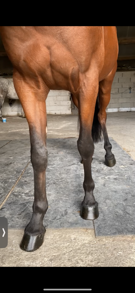 Gelding French Trotter For sale 2019 Bay