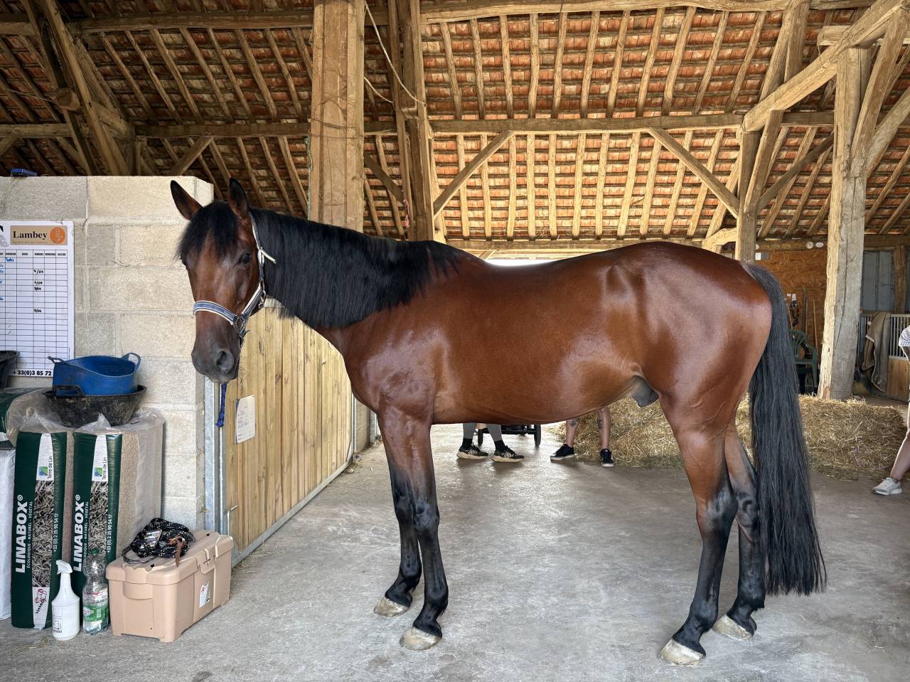 Gelding French Trotter For sale 2019 Bay