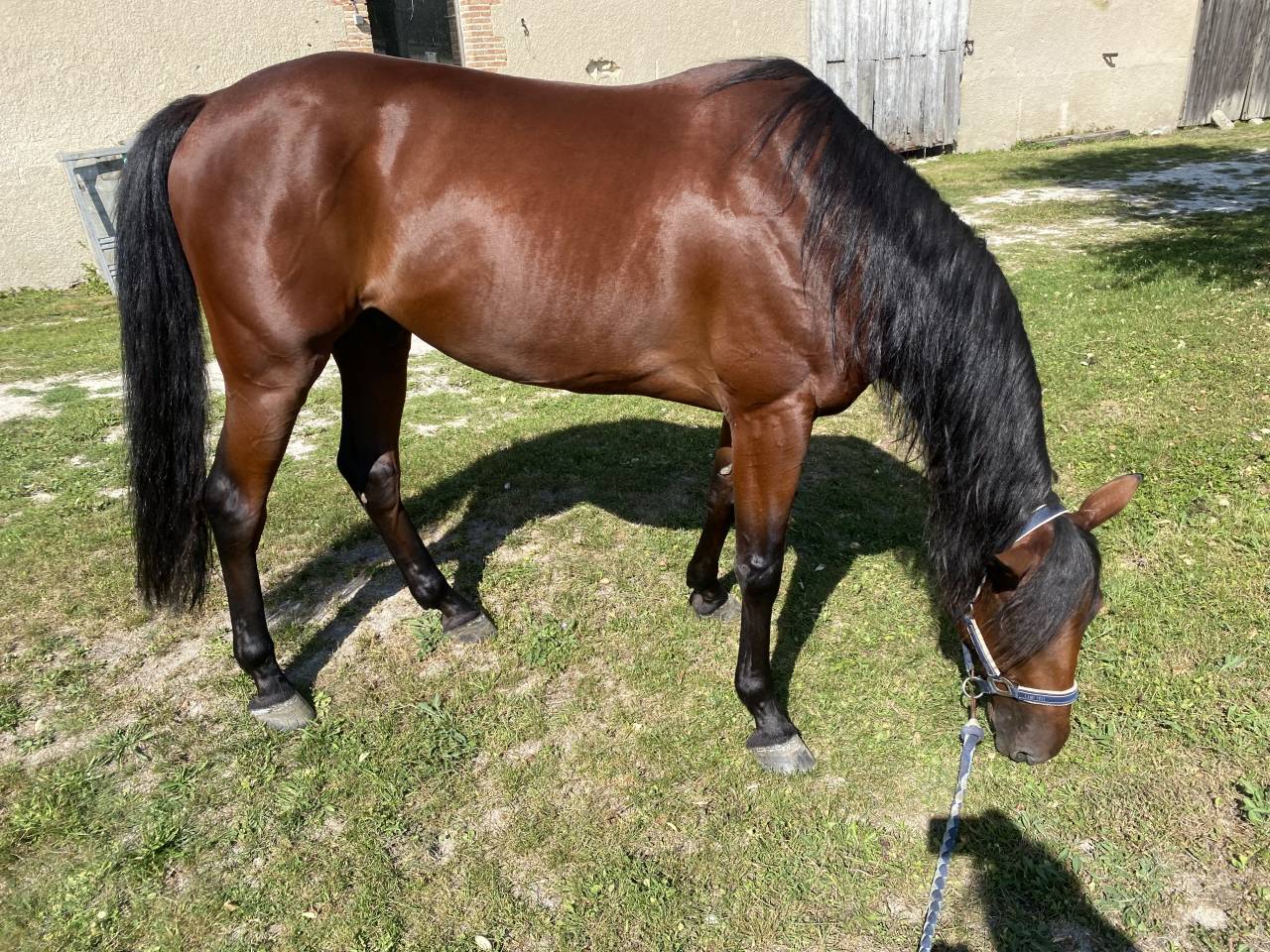 Gelding French Trotter For sale 2019 Bay