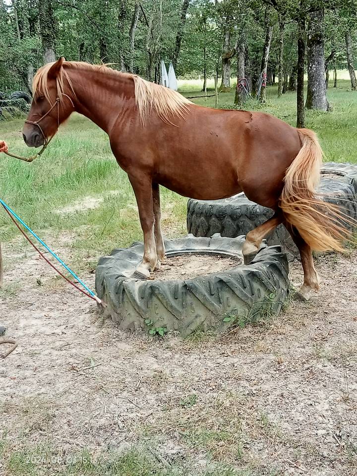 Mare New Forest For sale 2022 Liver chestnut