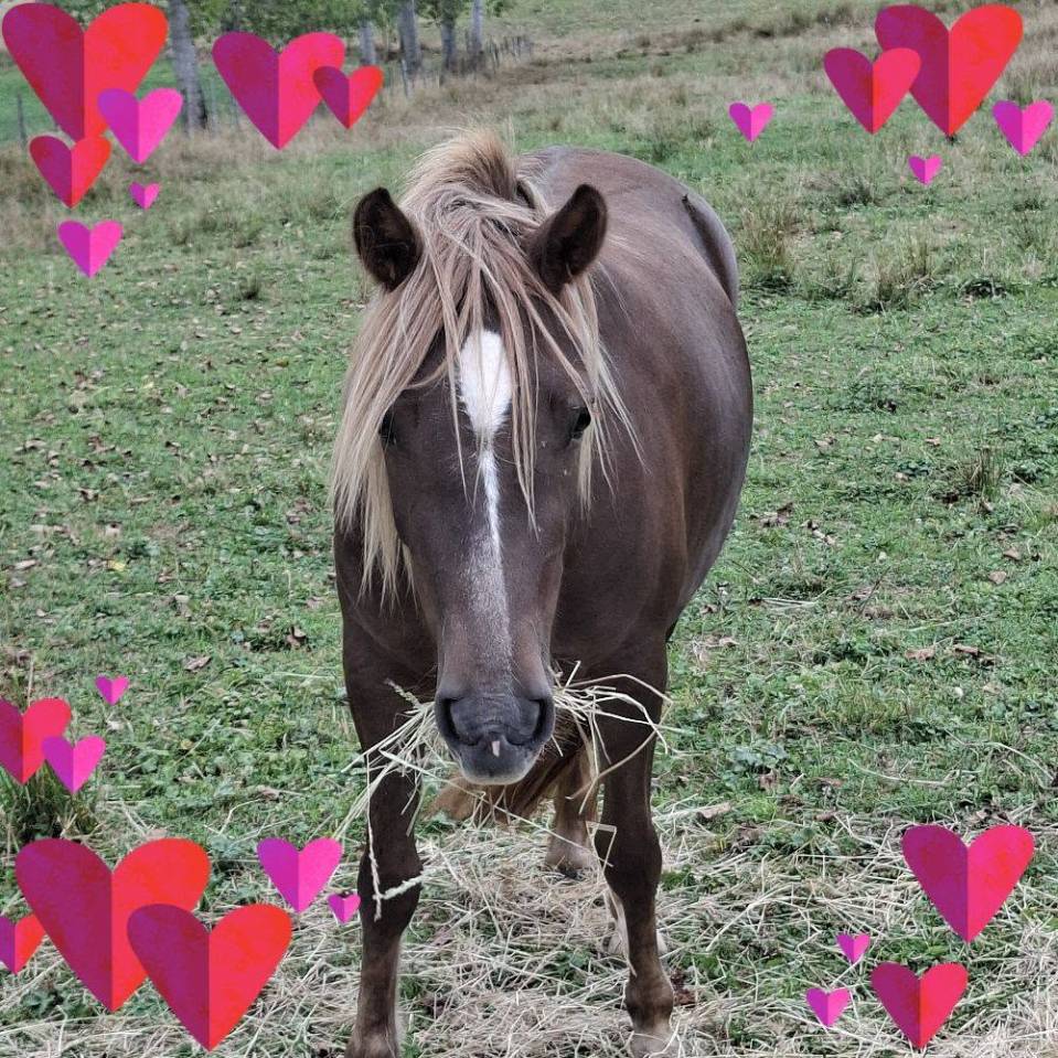 Mare New Forest For sale 2022 Liver chestnut