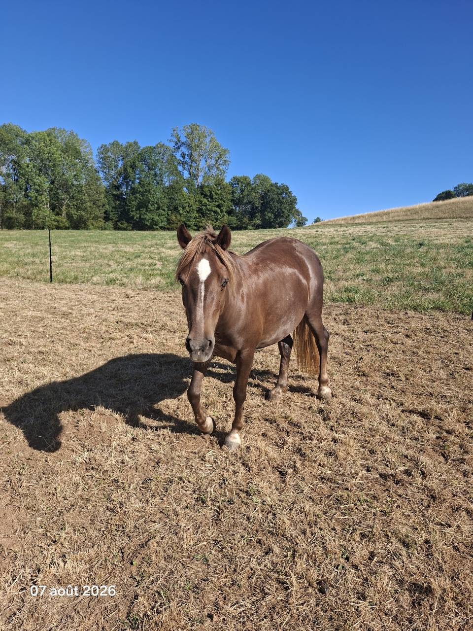 Mare New Forest For sale 2022 Liver chestnut