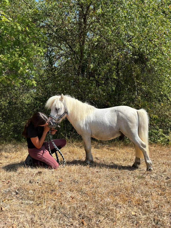 Stallion Shetland Pony For sale 2018 Grey