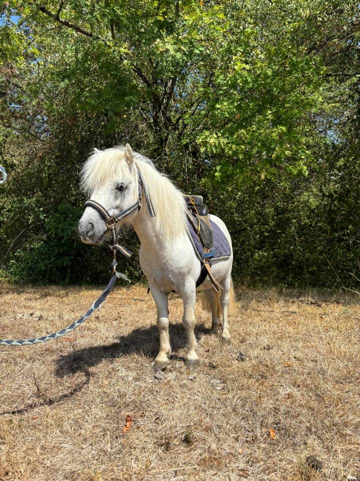 Stallion Shetland Pony For sale 2018 Grey