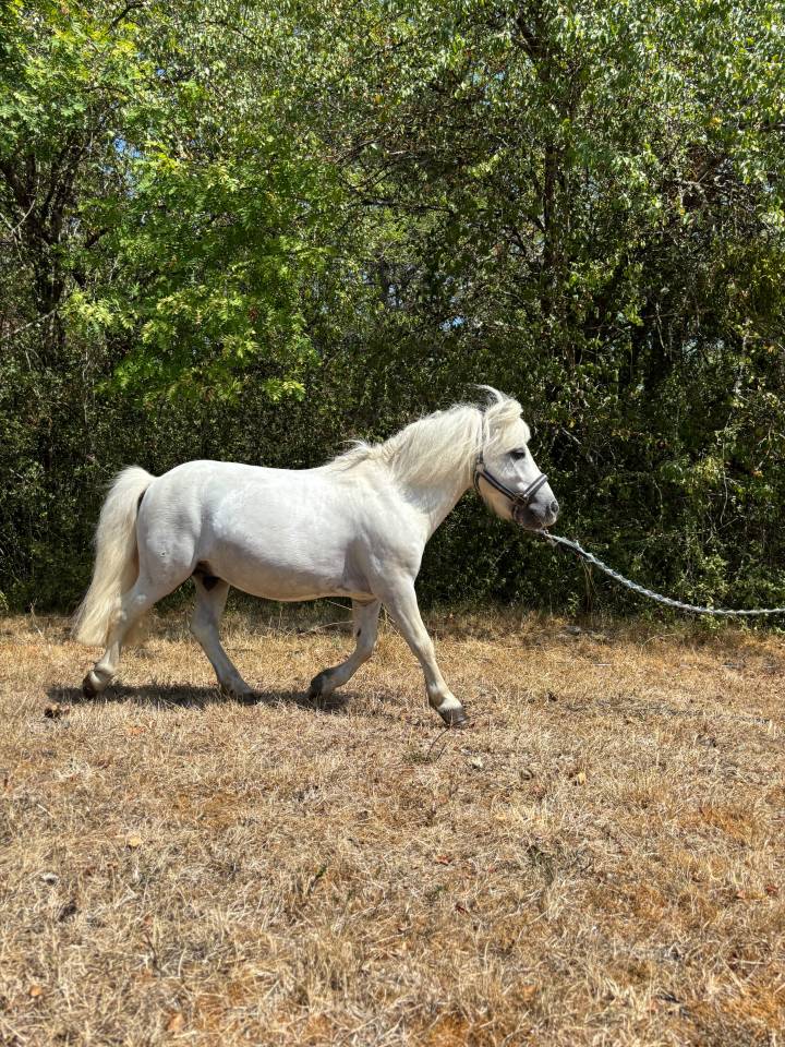 Stallion Shetland Pony For sale 2018 Grey