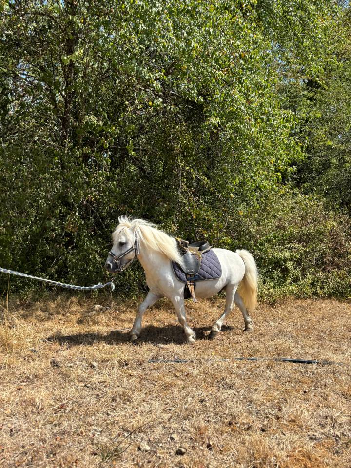 Stallion Shetland Pony For sale 2018 Grey