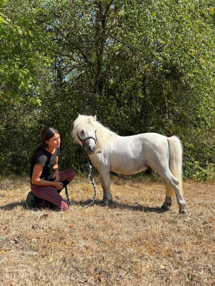 Stallion Shetland Pony For sale 2018 Grey