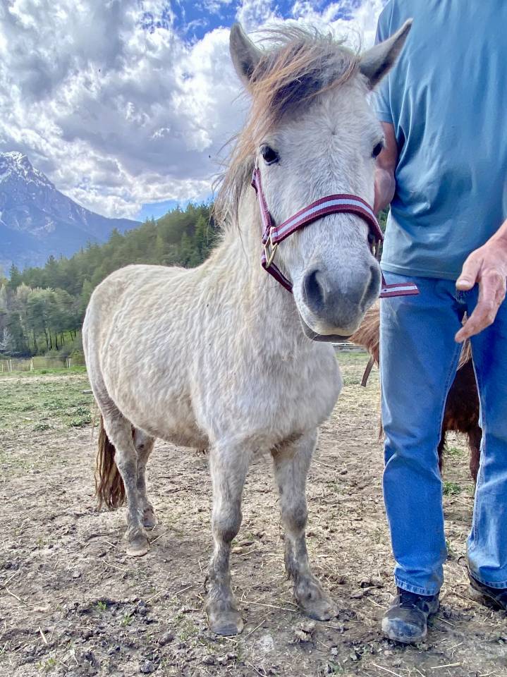 Mare Origin Recorded For sale 2022 Grey