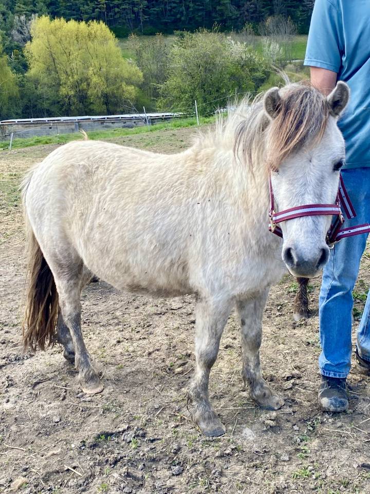 Mare Origin Recorded For sale 2022 Grey