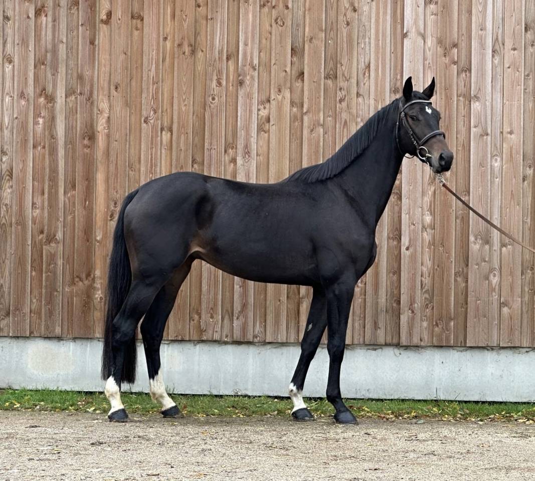 Gelding Selle Fran&ccedil;ais For sale 2022 Dark Bay