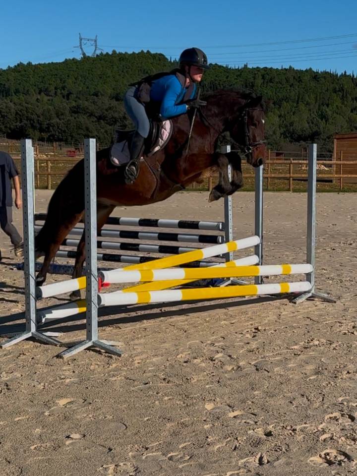Gelding Connemara For sale 2022 Bay