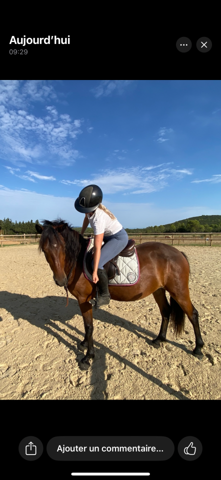 Gelding Connemara For sale 2022 Bay
