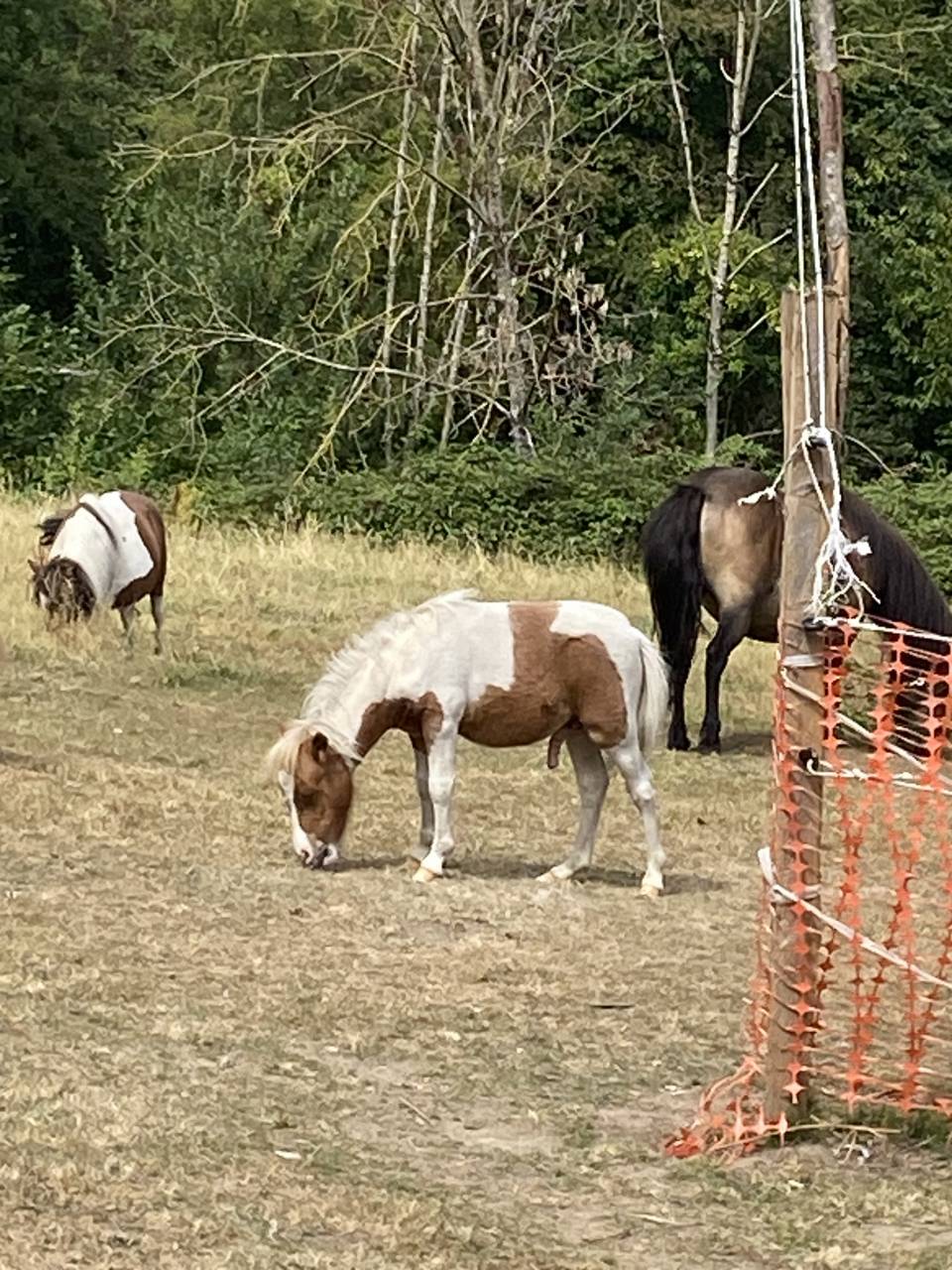 Colt Shetland Pony For sale 2026 Coloured