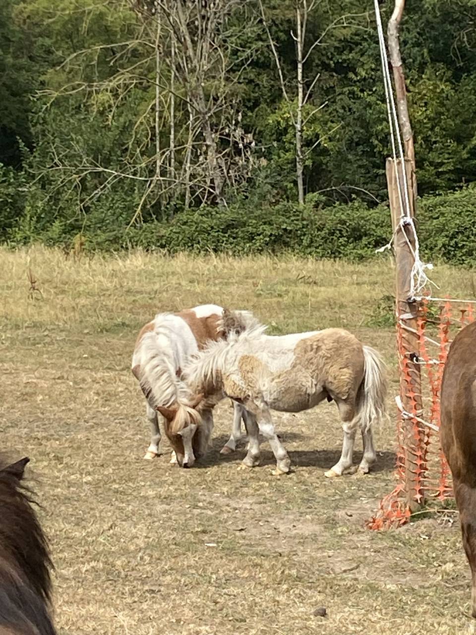 Colt Shetland Pony For sale 2026 Coloured