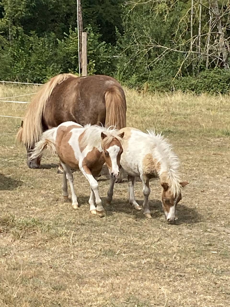 Colt Shetland Pony For sale 2026 Coloured