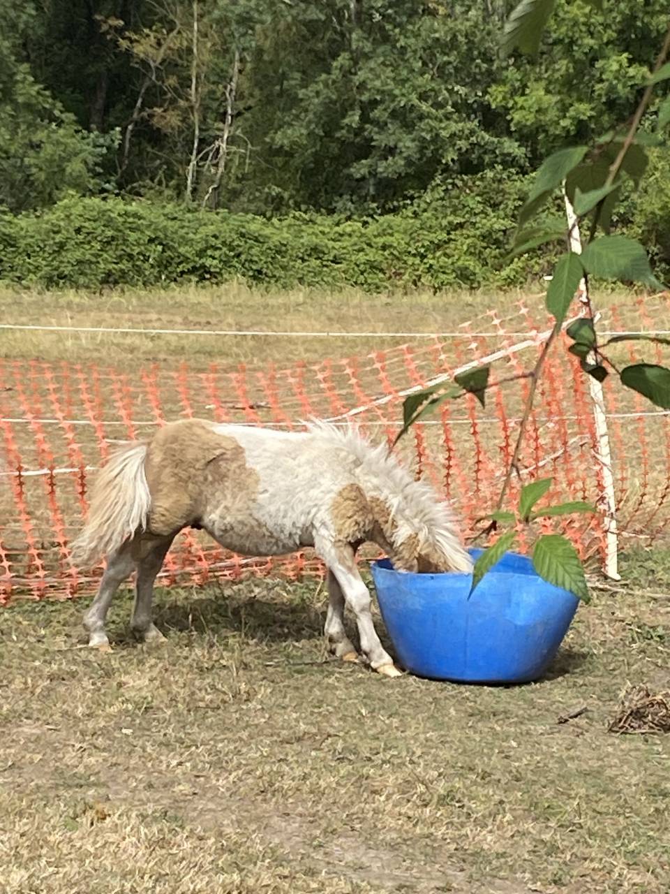 Colt Shetland Pony For sale 2026 Coloured