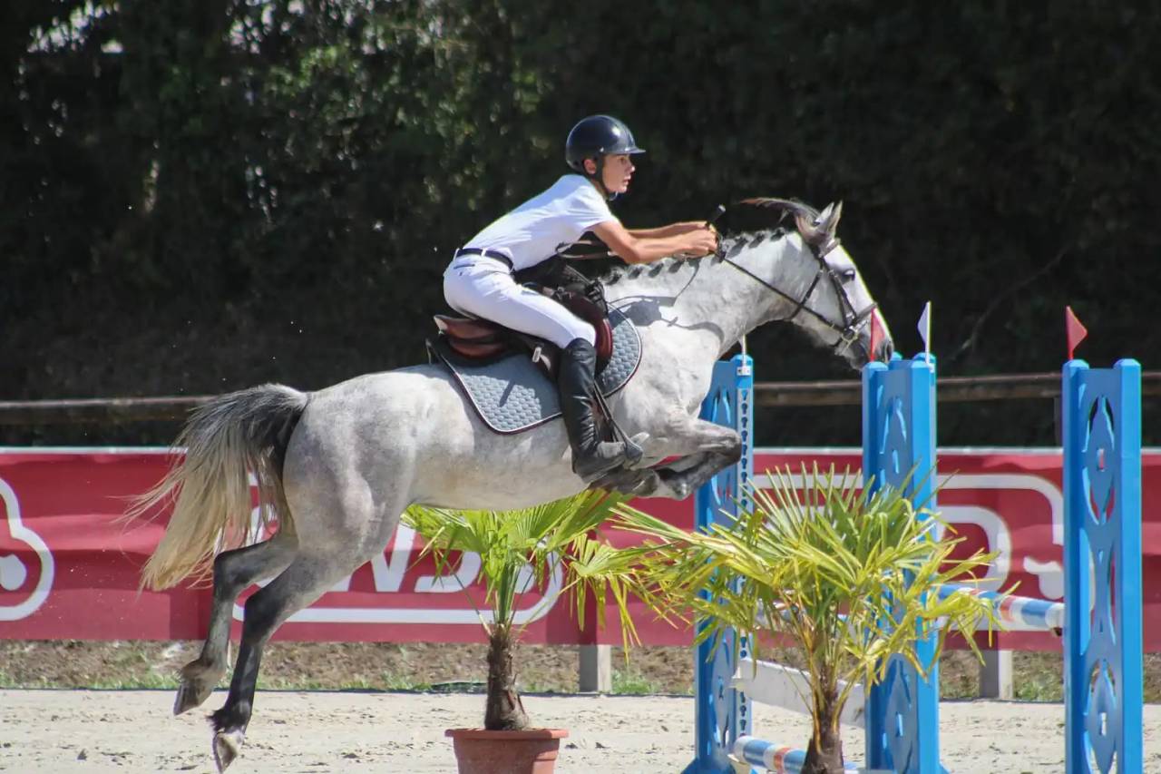 Mare Origin Recorded For sale 2020 Grey