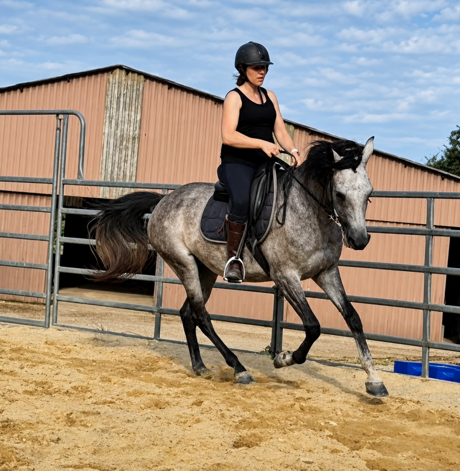 Mare Anglo-Arabian For sale 2022 Grey