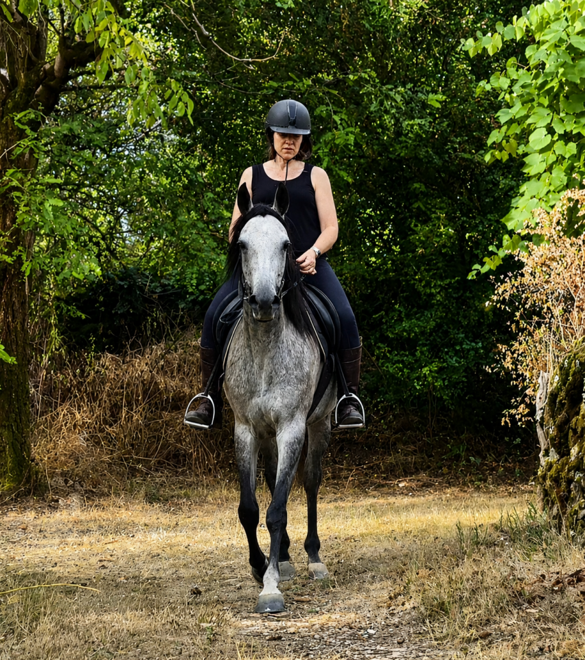 Mare Anglo-Arabian For sale 2022 Grey
