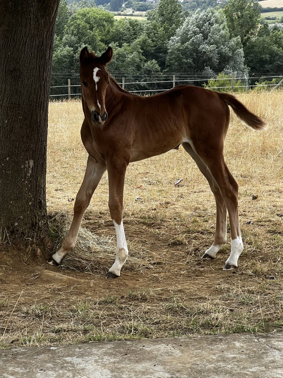Filly Selle Fran&ccedil;ais For sale 2026 Chesnut