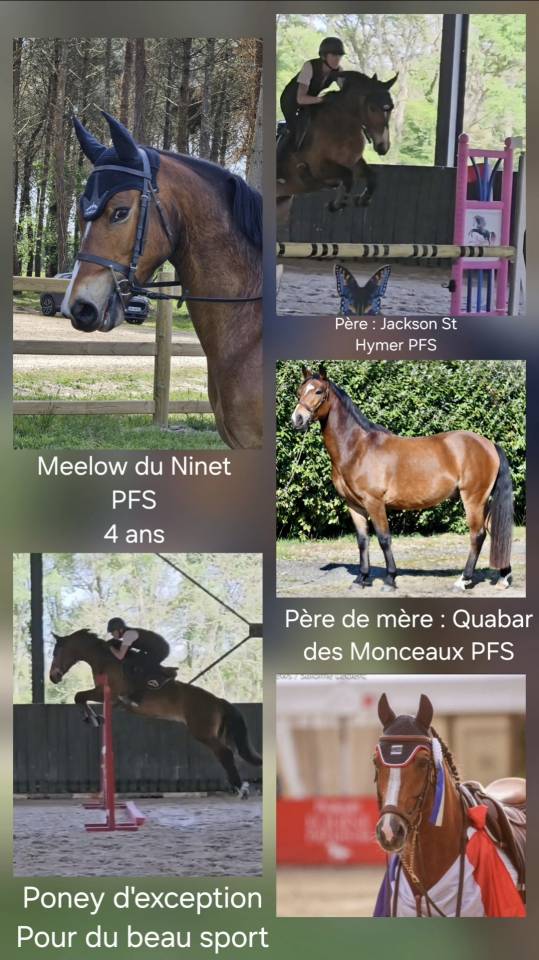 Gelding French Saddle Pony For sale 2022 Bay