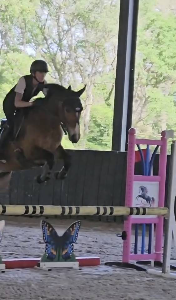 Gelding French Saddle Pony For sale 2022 Bay