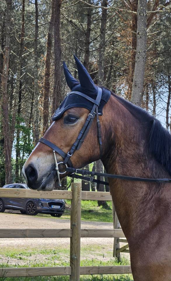 Gelding French Saddle Pony For sale 2022 Bay
