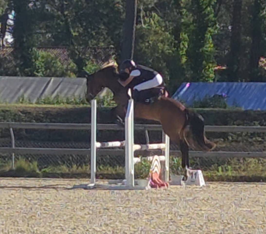 Gelding French Saddle Pony For sale 2022 Bay