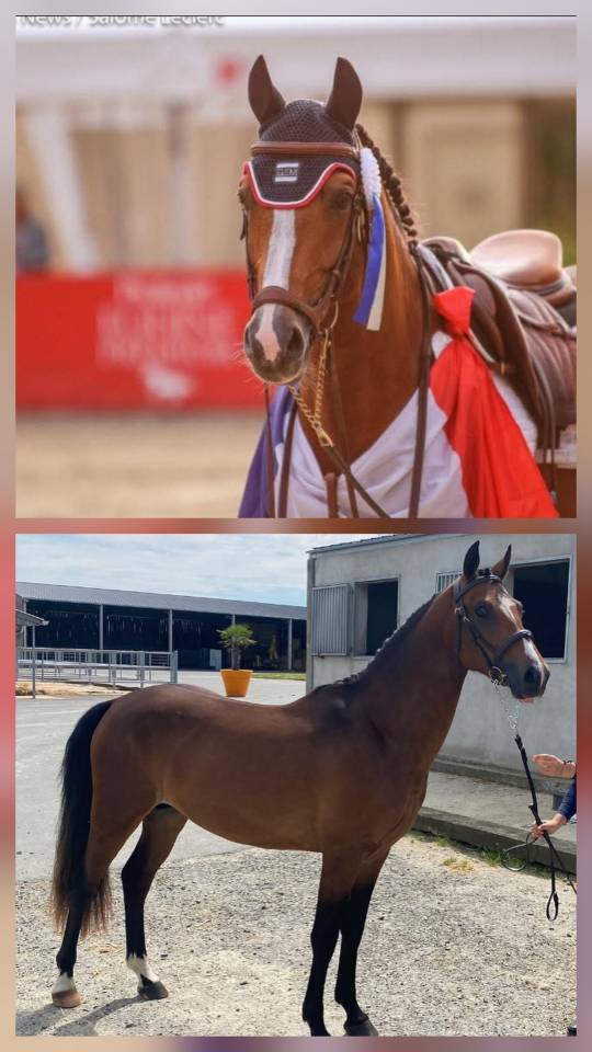 Gelding French Saddle Pony For sale 2022 Bay