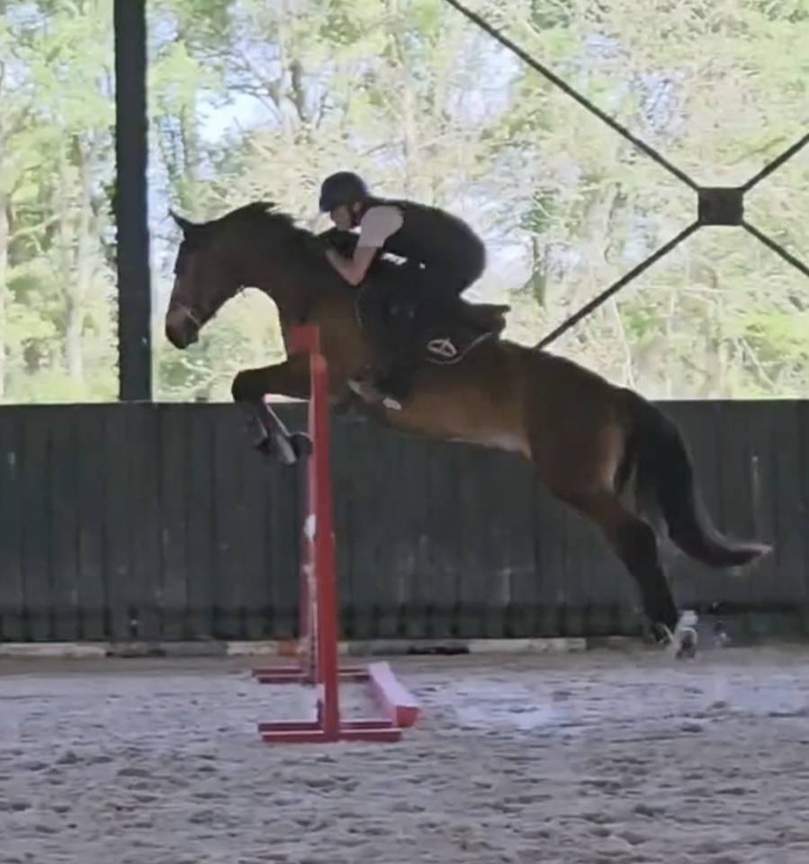 Gelding French Saddle Pony For sale 2022 Bay