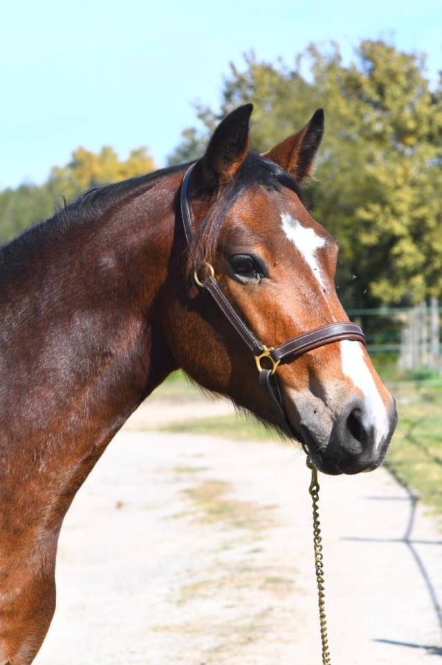 Gelding French Saddle Pony For sale 2022 Bay