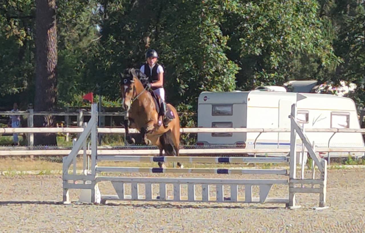 Gelding French Saddle Pony For sale 2022 Bay