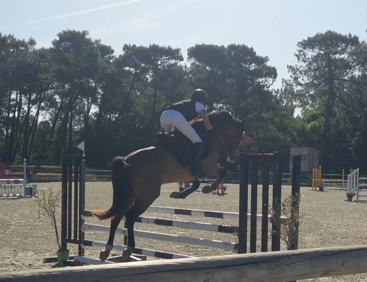 Gelding French Saddle Pony For sale 2022 Bay