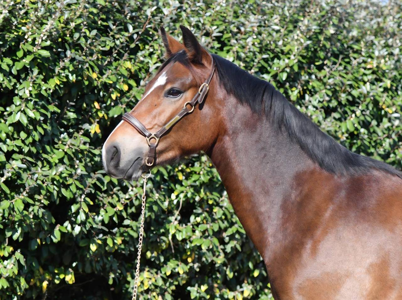 Gelding French Saddle Pony For sale 2022 Bay