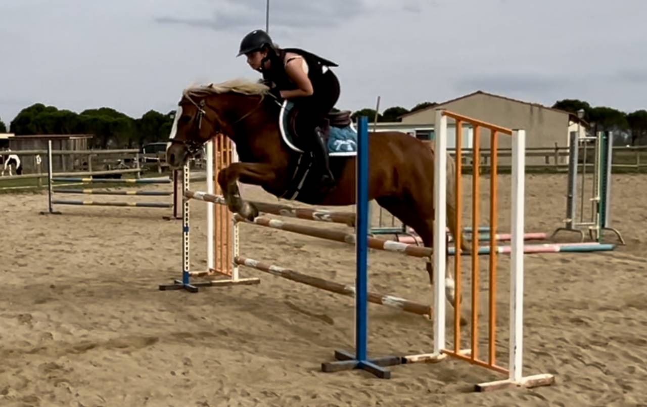 Mare Connemara Part-Livery 2010 Silver dapple
