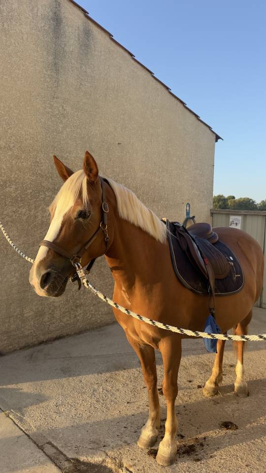 Mare Connemara Part-Livery 2010 Silver dapple