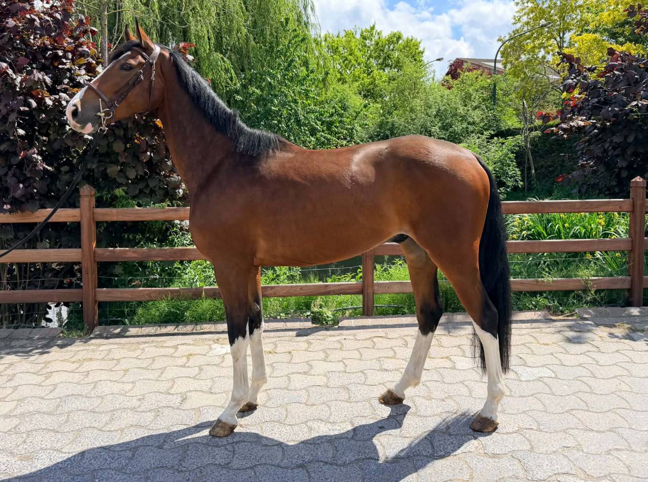 Gelding BWP Belgian Warmblood For sale 2022 Bay