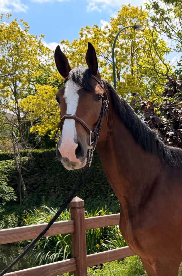 Gelding BWP Belgian Warmblood For sale 2022 Bay