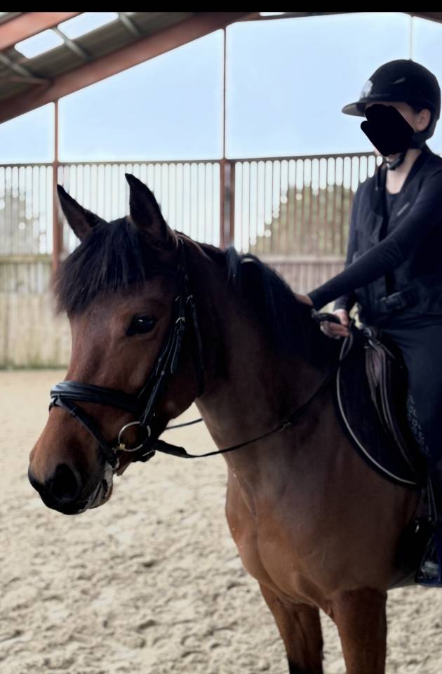 Mare Origin Recorded For sale 2019 Bay