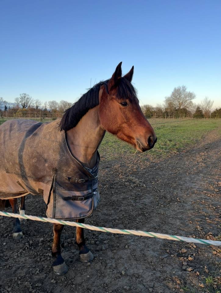 Mare Origin Recorded For sale 2019 Bay