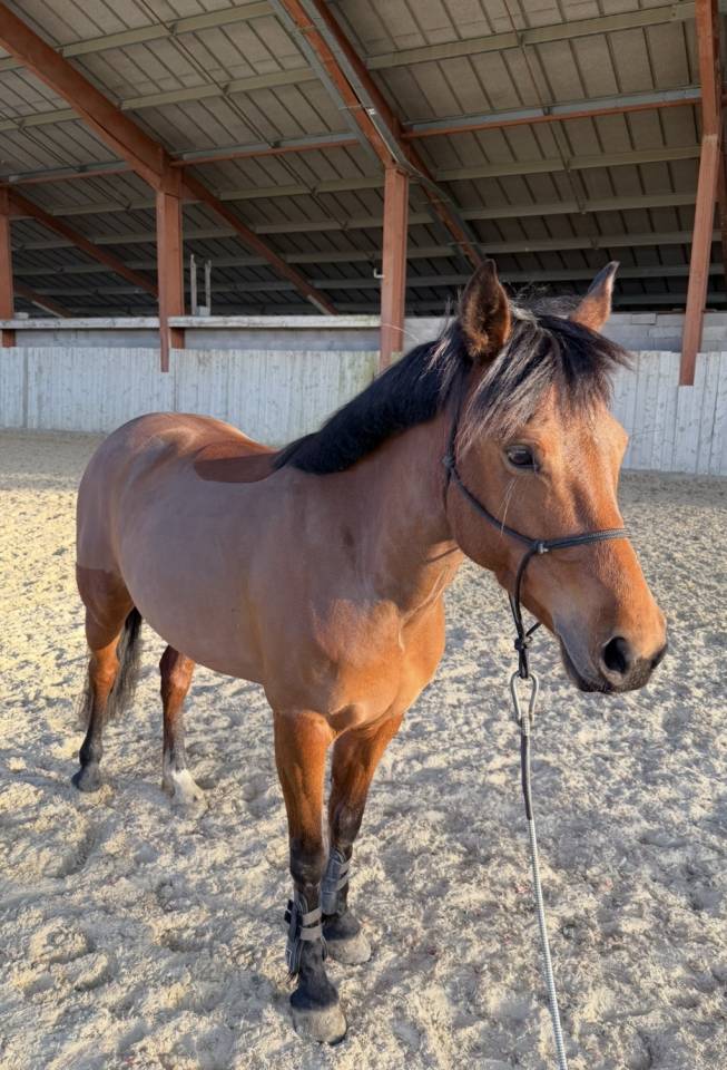 Mare Origin Recorded For sale 2019 Bay